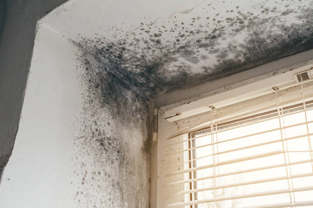Trusted Black Mold Removal service in Reading, PA - Cheap Mold Removal