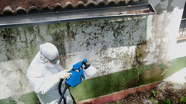 Trusted Mold Removal service in Reading, PA - Cheap Mold Removal